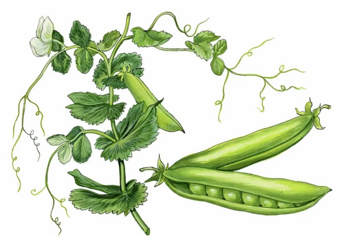 Горох посевной