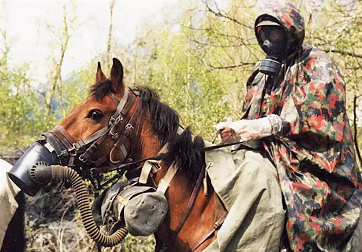 О добром отношении к лошадям