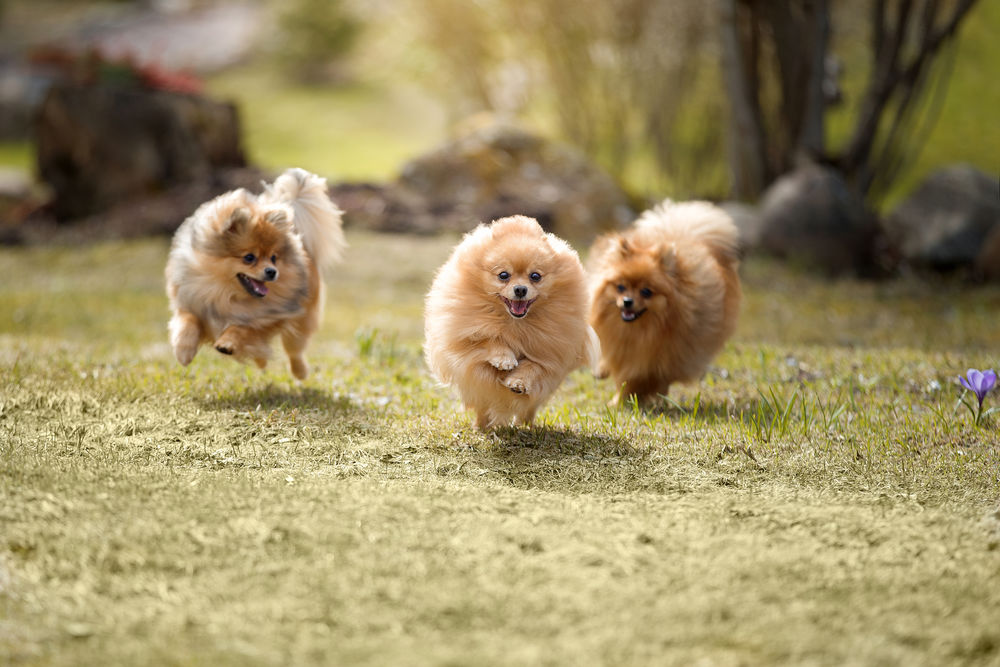 Малые и средние породы собак не подходят на ответственную роль сторожа участка