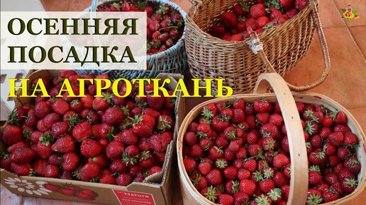 Осенняя посадка земляники на агроткань / Как правильно посадить землянику / Сердечко у земляники