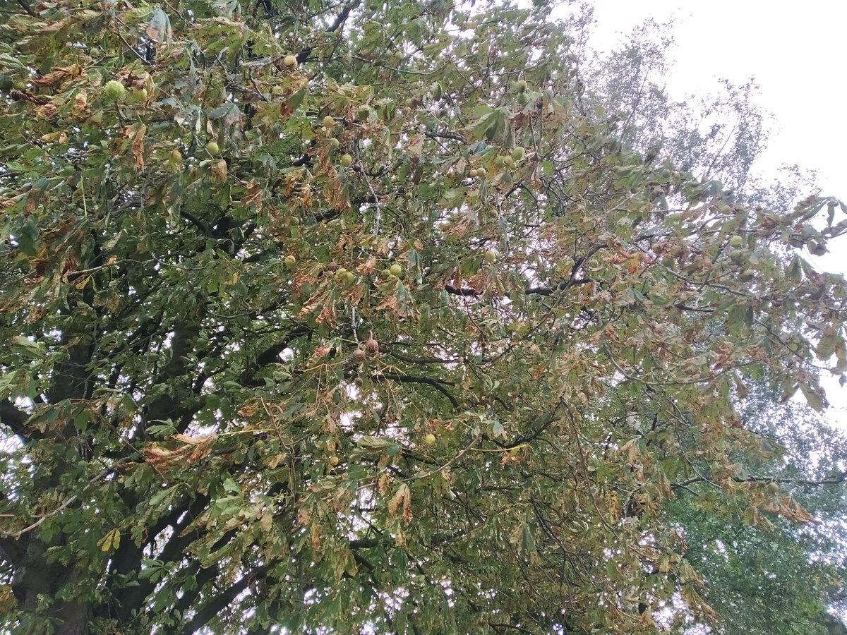 Каштаны все еще держатся на деревьях