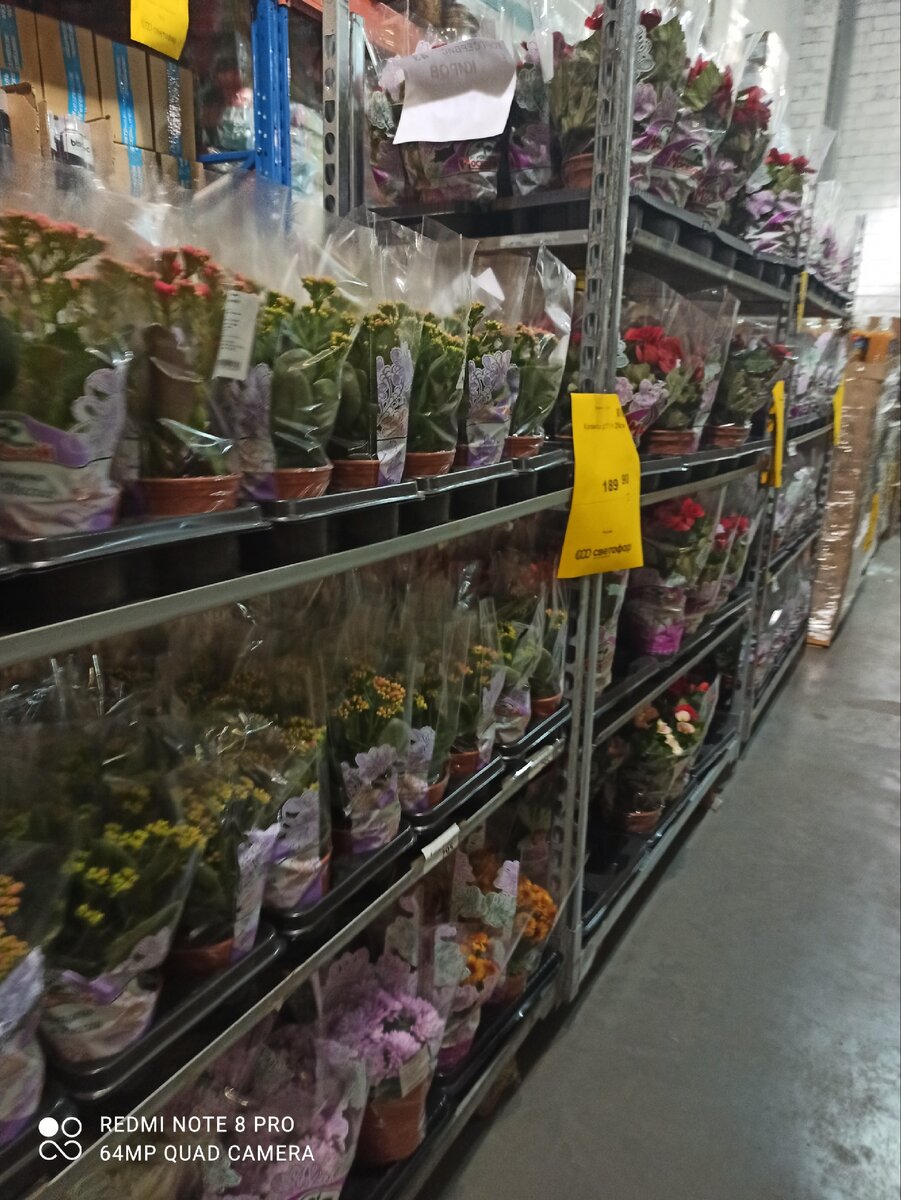 Первый раз увидел там цветы