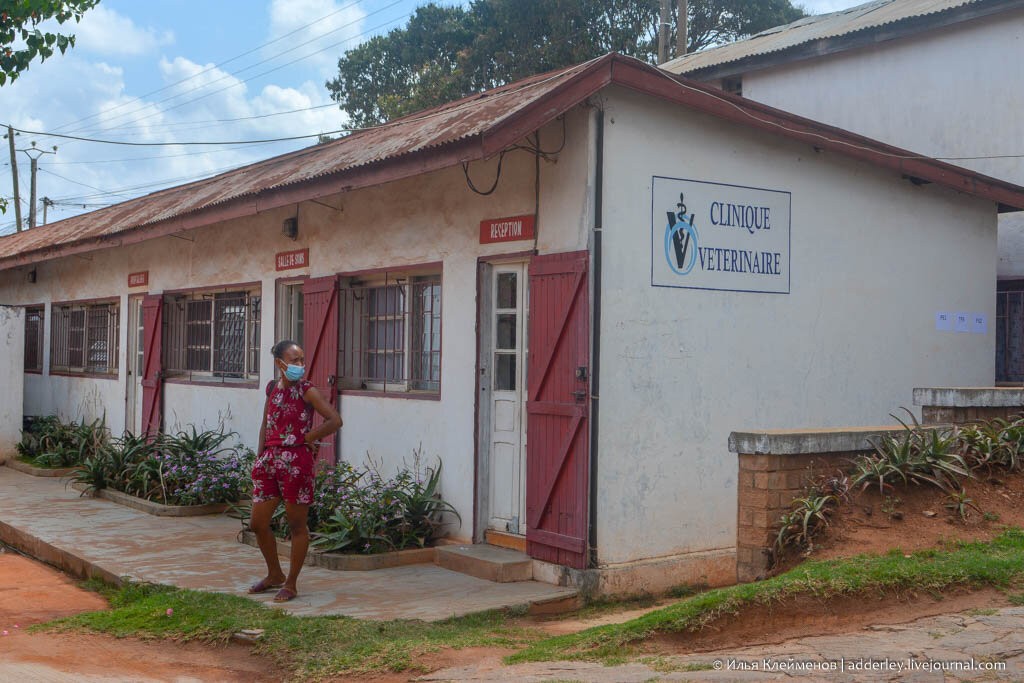 2. Раньше наши собачки ходили в другую клинику. По-цивильнее. Эту мы решили попробовать, так как француз, у которого мы купили щенков, регистрировал и прививал первые разы их именно тут. А он на Мадагаскаре живет уже в третьем поколении и имеет огромное поместье недалеко от аэропорта. Наверное что-то знает про местный сервис.