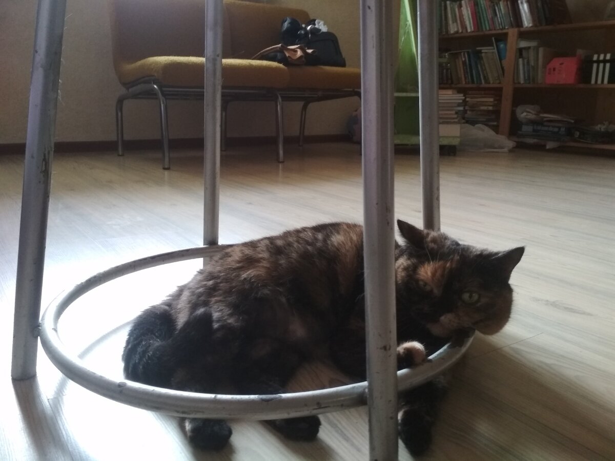 Одно из любимых мест для лежания))