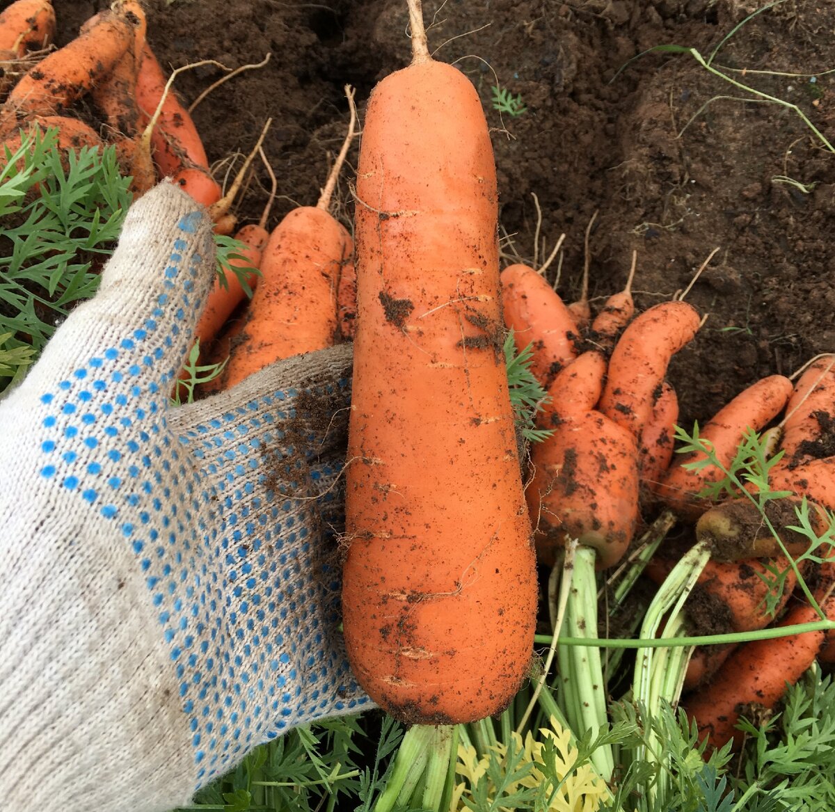 Какая морковь вкуснее – обычная или фиолетовая? Сажала и ту, и ту – делюсьвпечатлениями