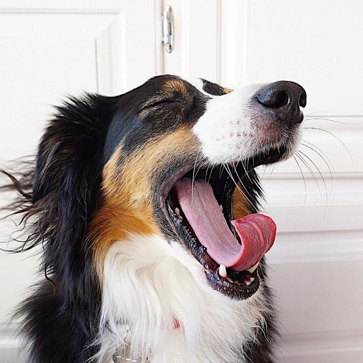 Источник: https://i.pinimg.com/736x/69/0a/a1/690aa147a40d32612e420de6da1f7692--drawing-awesome-dogs.jpg