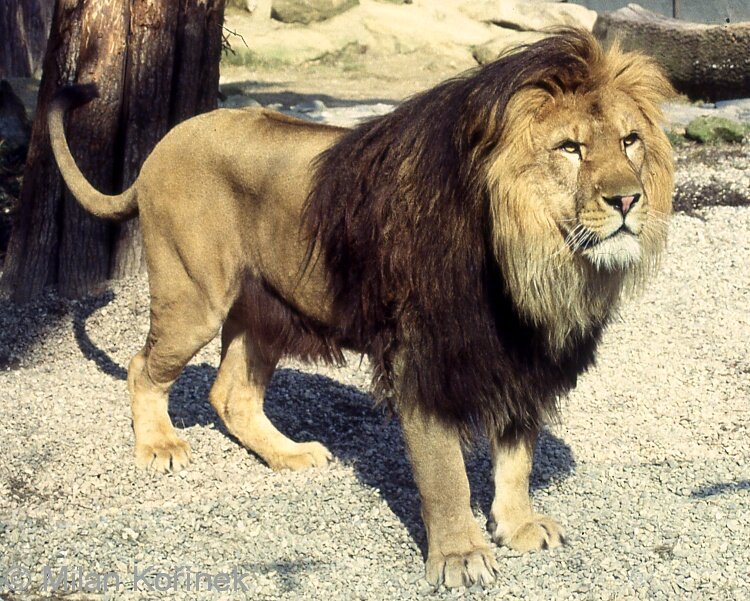 Взято из Яндекс Картинки