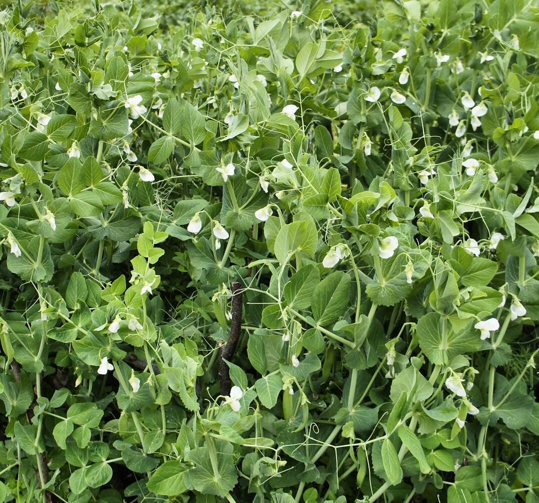 Таких пышных кустов у меня никогда не вырастало, побегами рабицы не видать (фото автора)