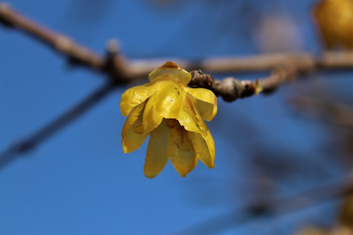 Январь. Слива цветет