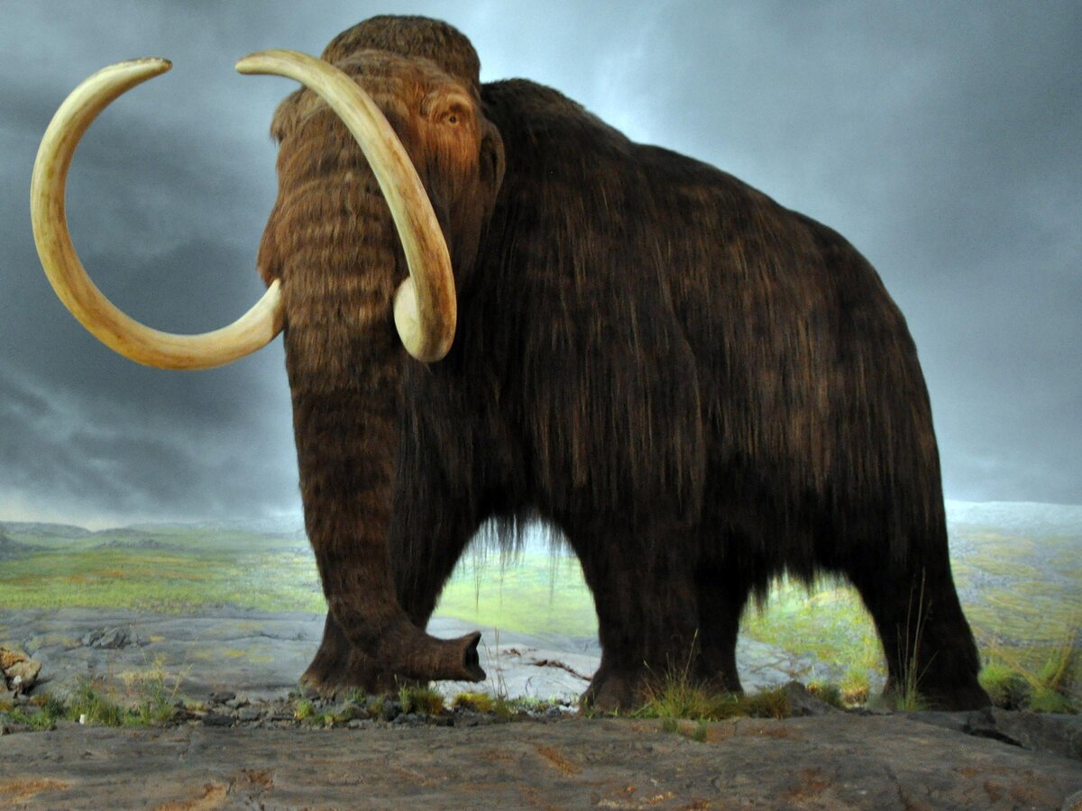Мамонты и слоны: предки или собратья | Мегалодон | Дзен
