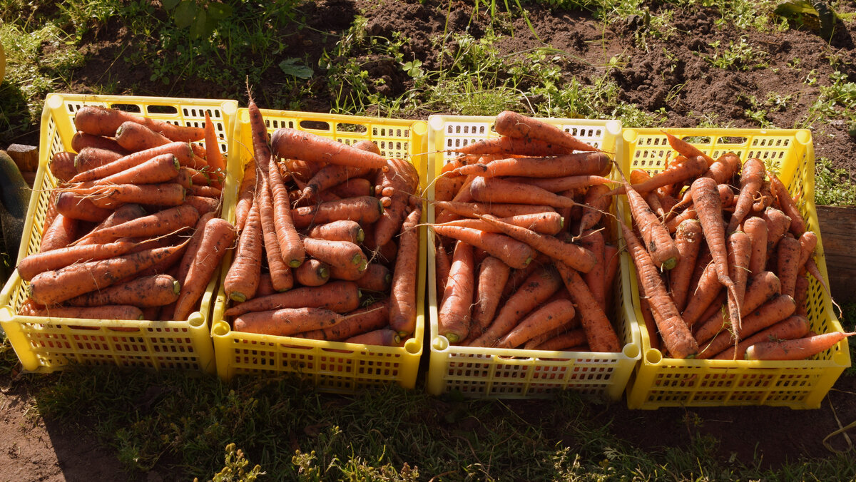 Морковка для кормления кроликов