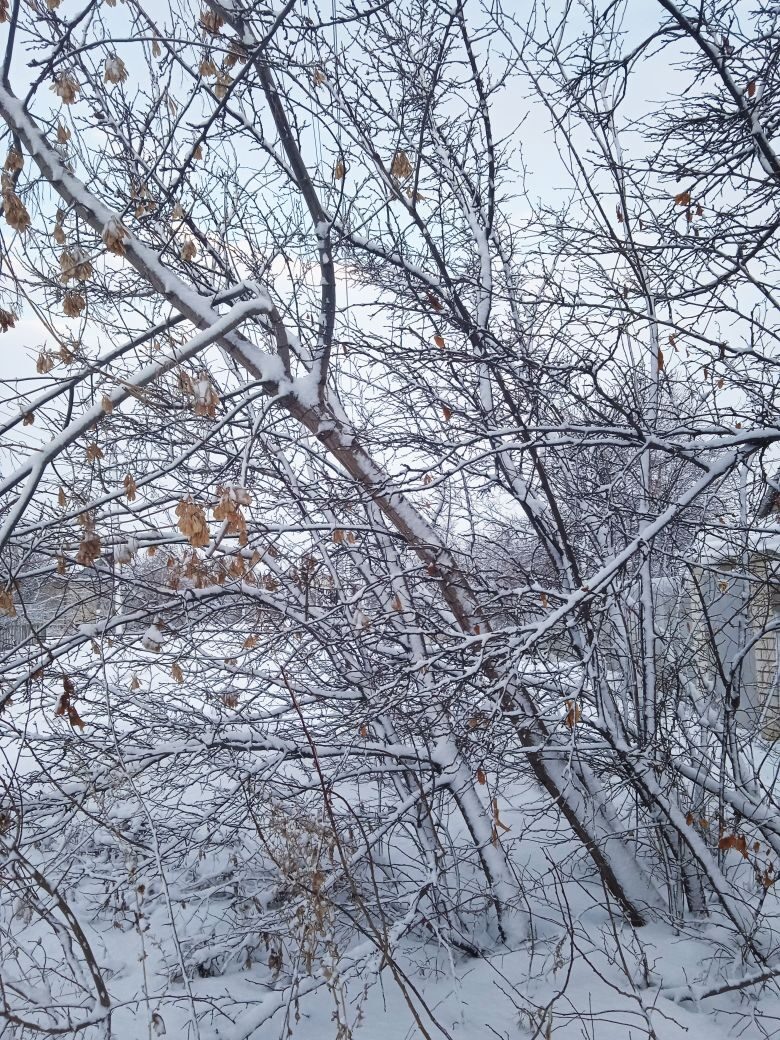 Фото автора. на сельской улице.