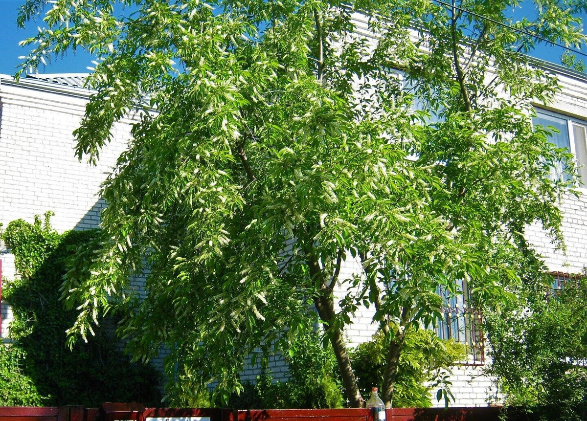 Это  черноплодная обычная черёмуха. Сорт не знаю.     Растёт у самой калитки . Цветёт всегда очень пышно.   Поросли не даёт.    Все три сорта черёмухи цветут немного в разное время.