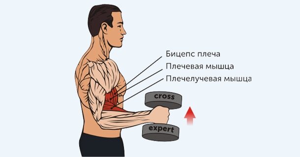 Подъемы в стиле «молот»