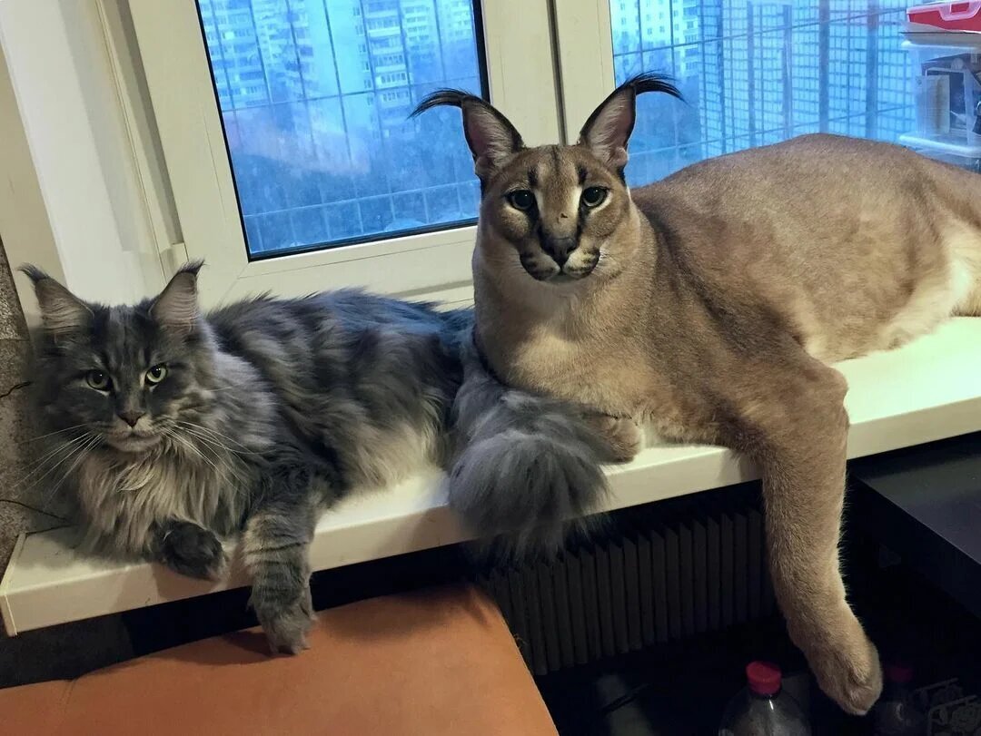 Та самая фотография, с которой мем и зародился. На самом деле каракала зовут Гошей и сейчас ему 3 года.