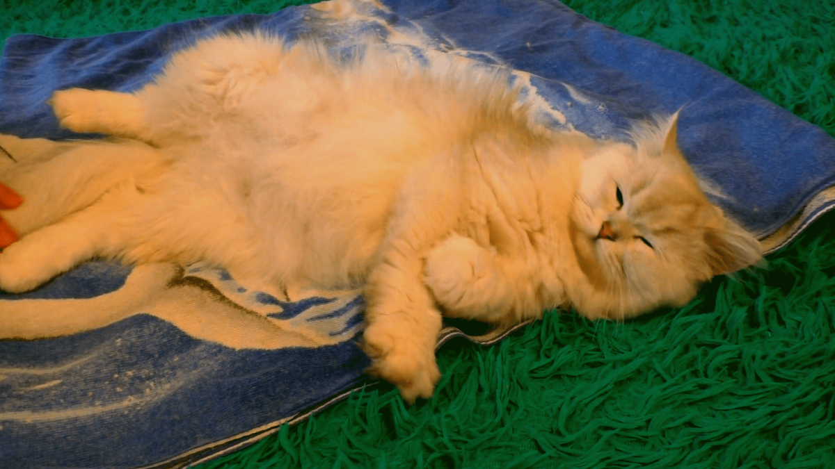 Нюша перед родами