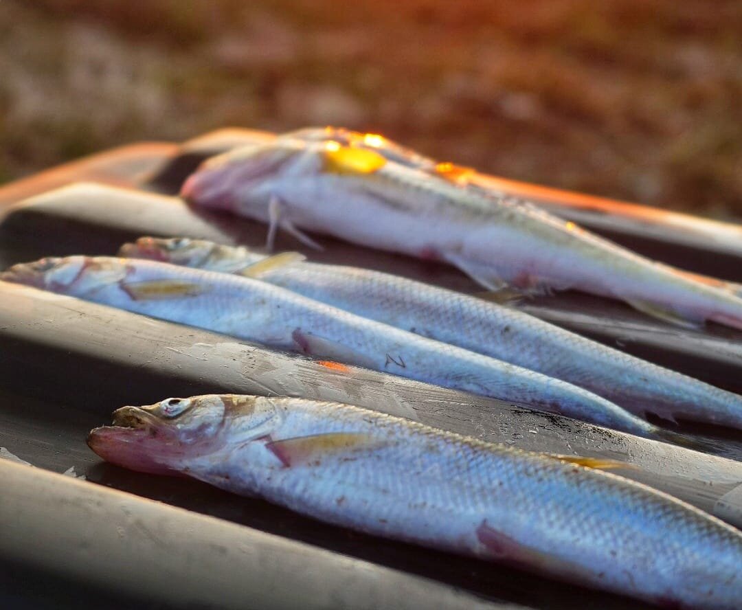 Первый улов рыбаков