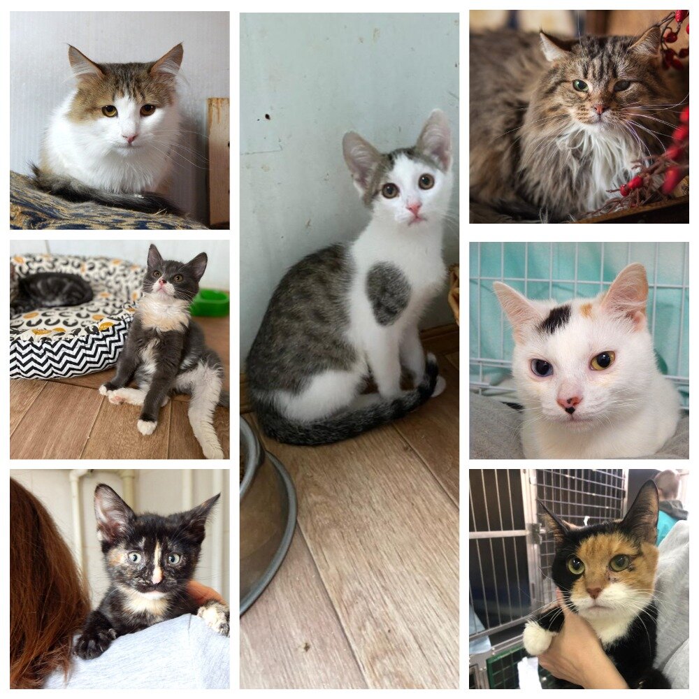 Котики приюта Кожухово