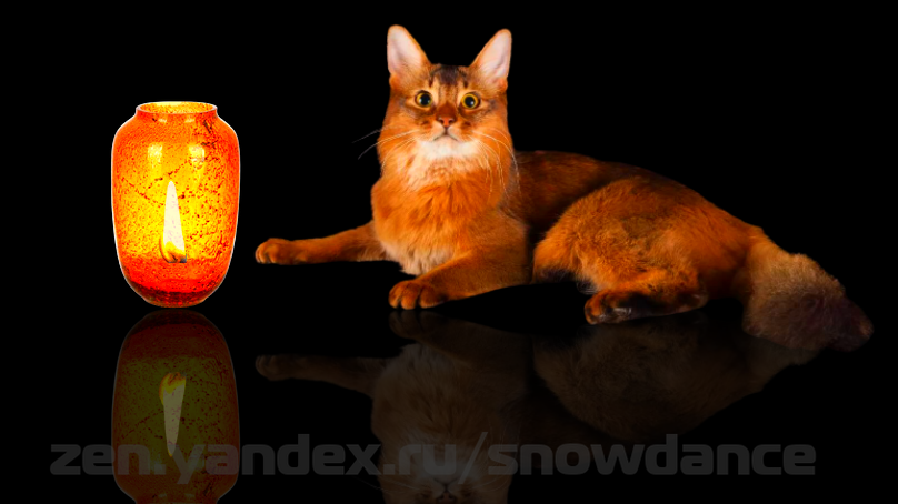 Сомалийская кошка