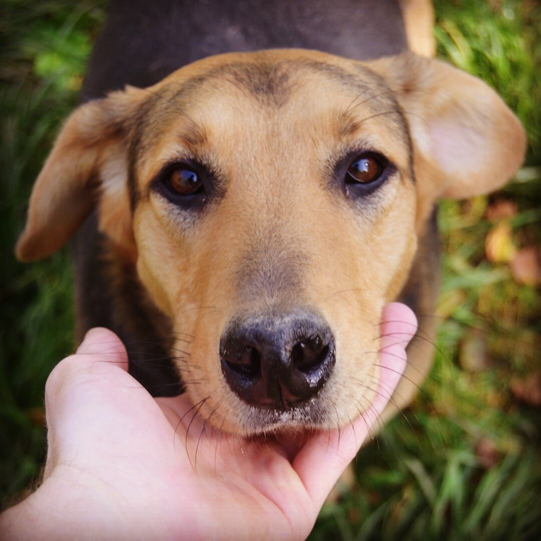 Кира из приюта Бубасти. Ищет дом. 89623605736 (WhatsApp) 