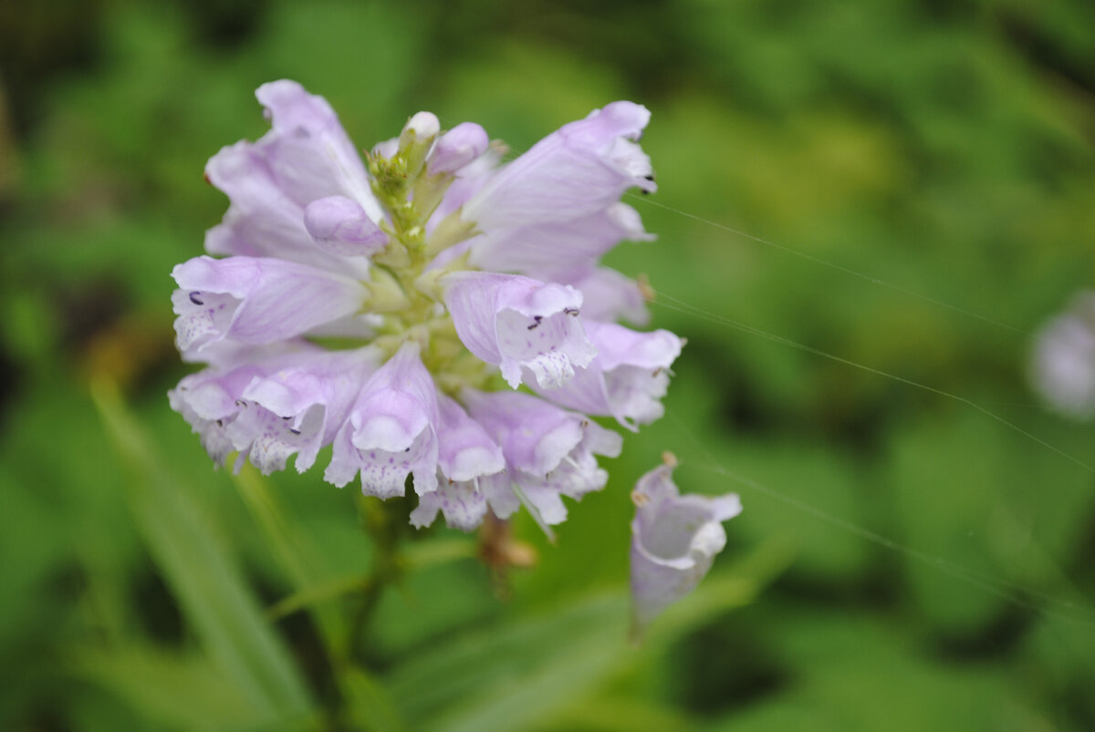 Физостегия