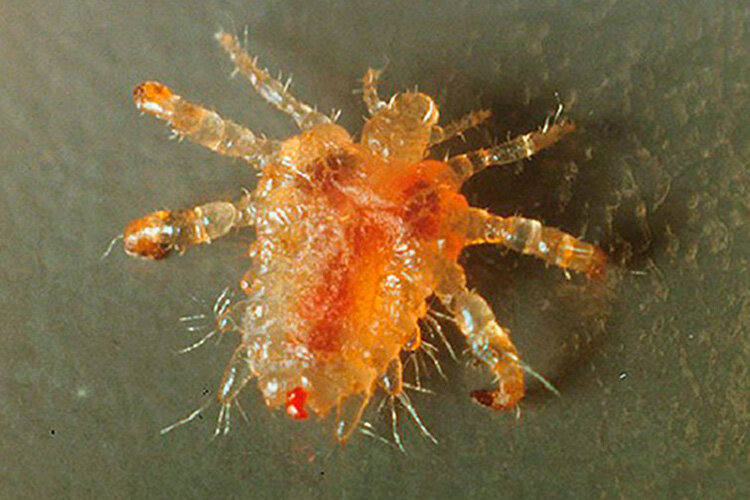 Лобковые вши