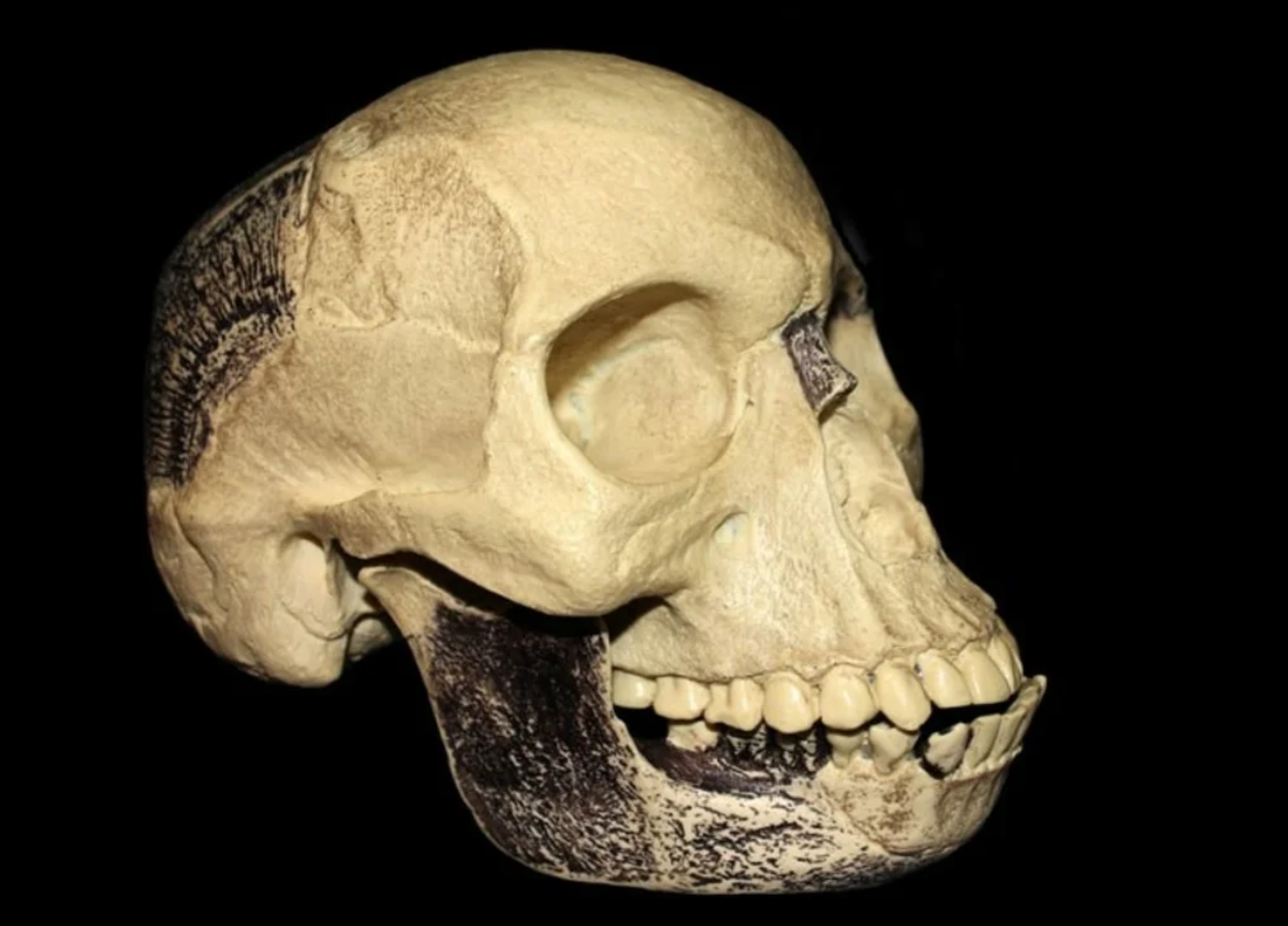 Реконструкция черепа пилтдаунского человека. Фото из открытого источника в Яндексе