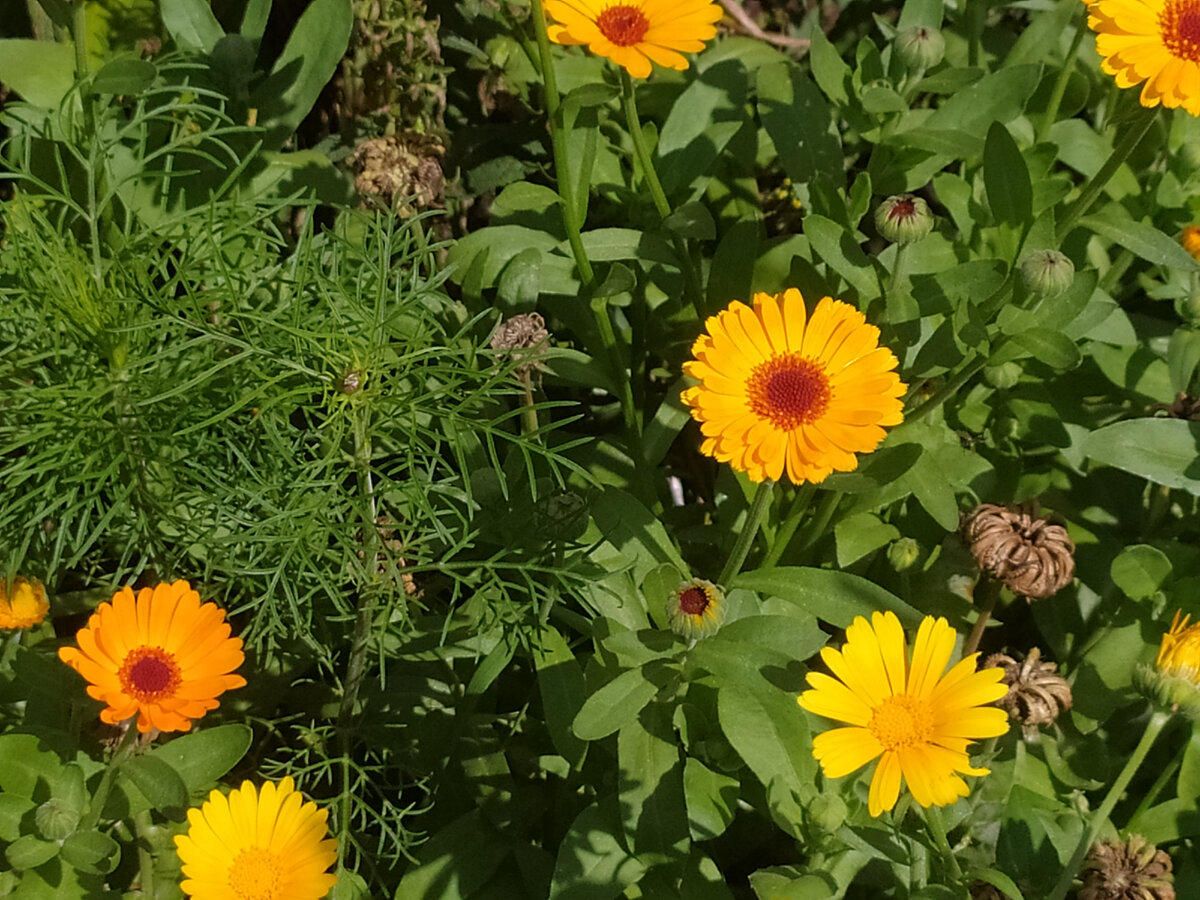 Желтые цветы во дворе. Если кто-то знает название, подскажите, пожалуйста.