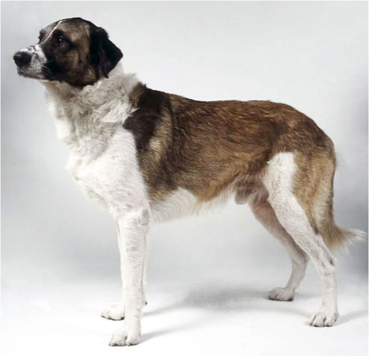 Источник: https://psi-plemena.2info.cz/