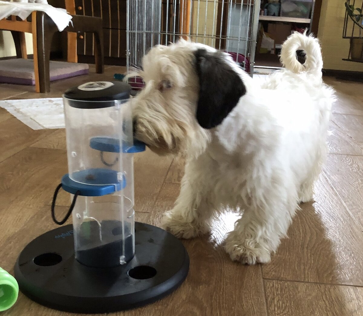 Одна из игрушек, стимулирующих ум терьера-пищевика :)