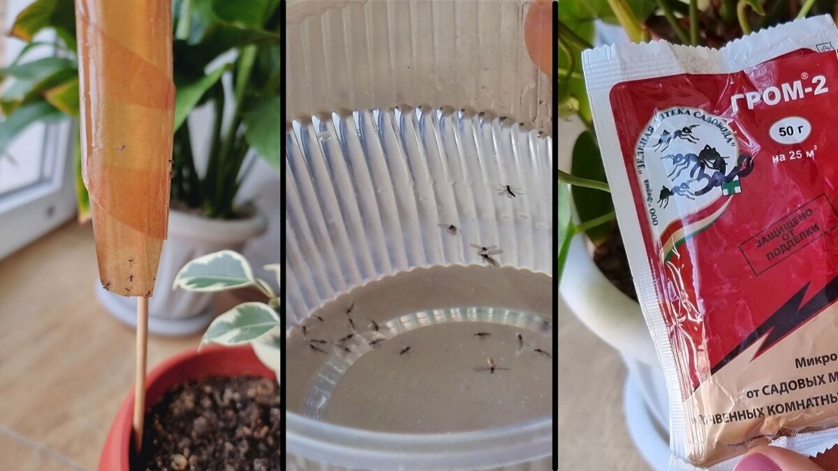 Какие насекомые наносят вред комнатным растениям?