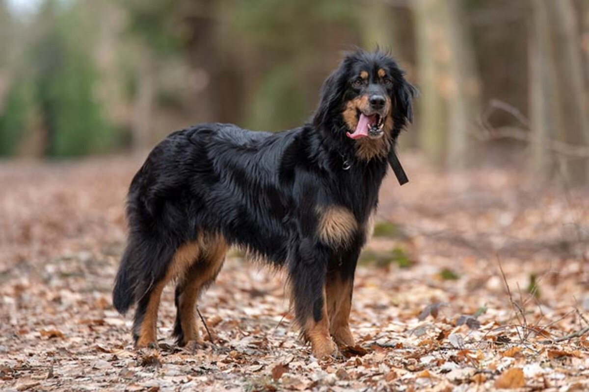 фото: petzlover.com