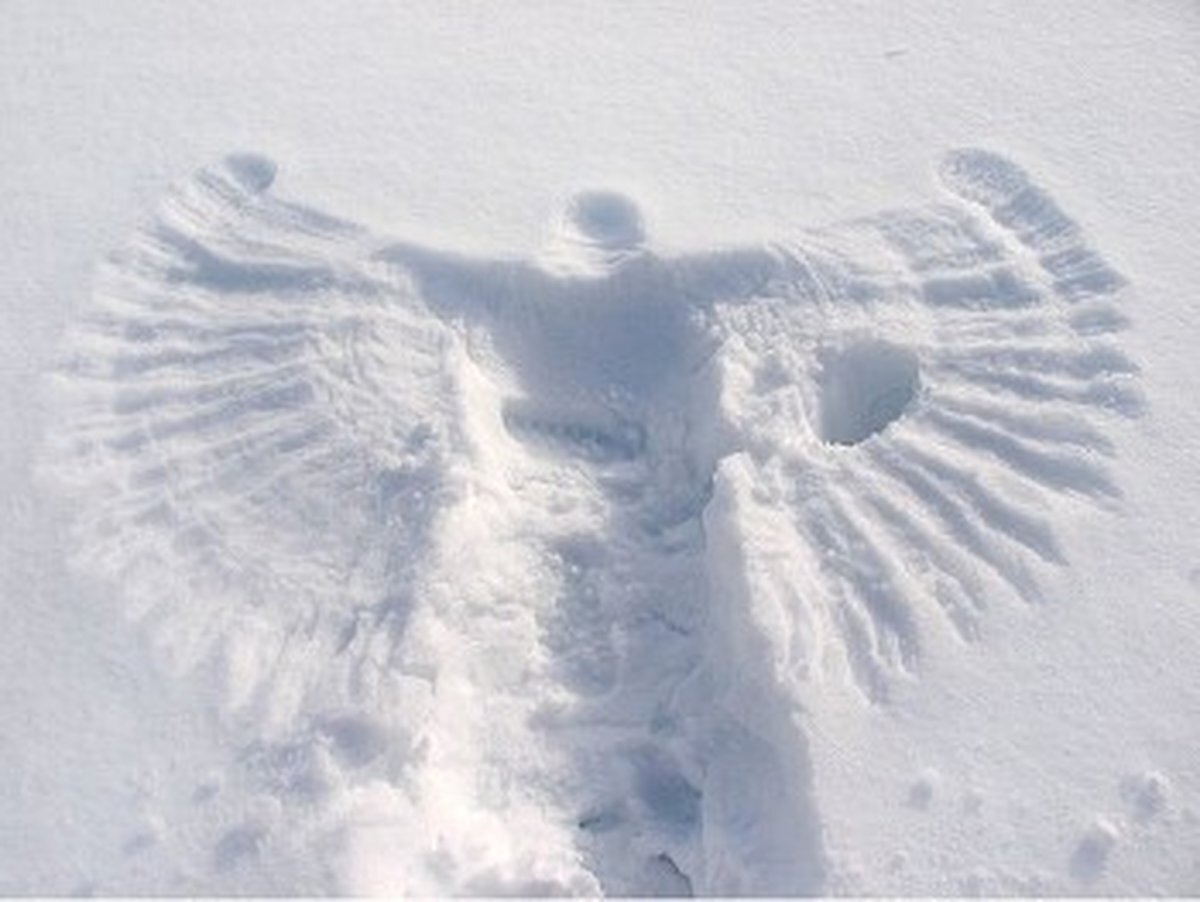 Снежные Крылья