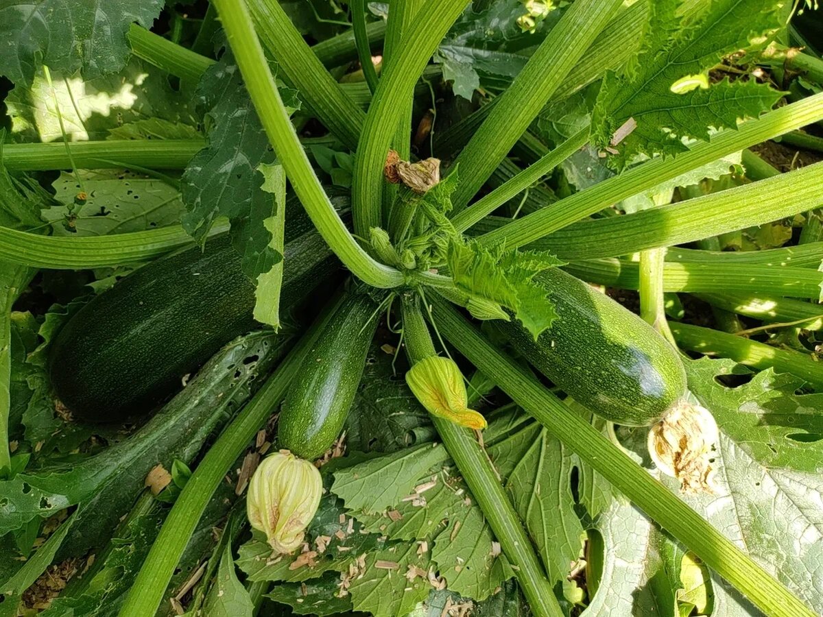 первый кабачок. строение куста кабачок. кабачок сцилли f1. кабачок сорт марселла. первый кабачок.
