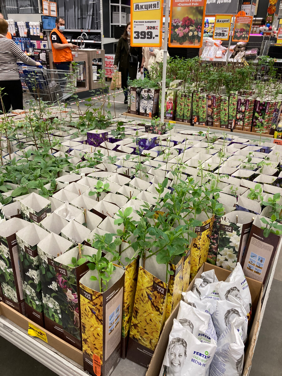 Рассада в Оби