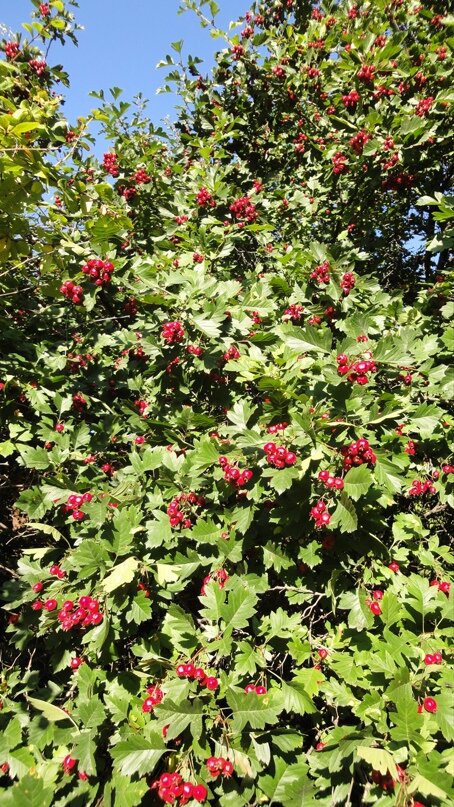 Боярышник — ценный источник биологически активных веществ