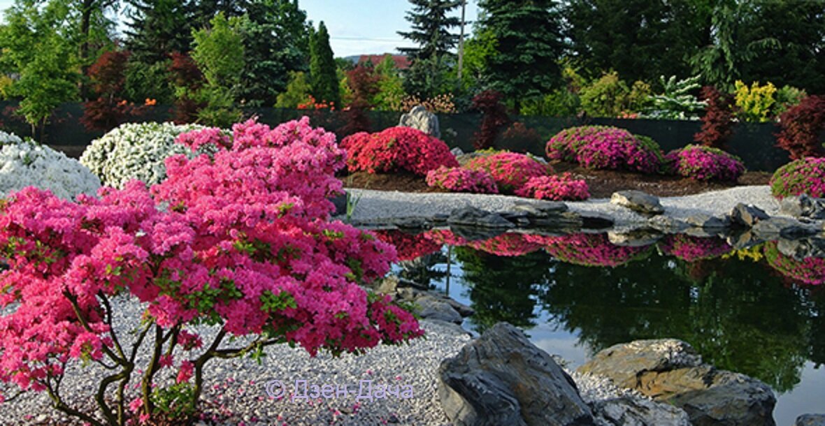 Рододендроны у водоема в японском саду