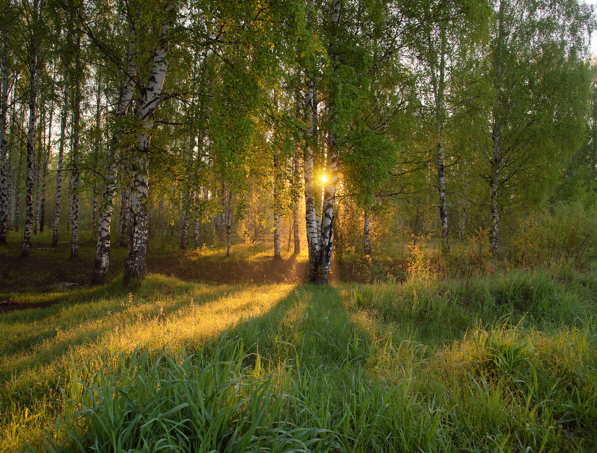 Символ России, фотографии красивых березовых рощ | Люблю жизнь и ...