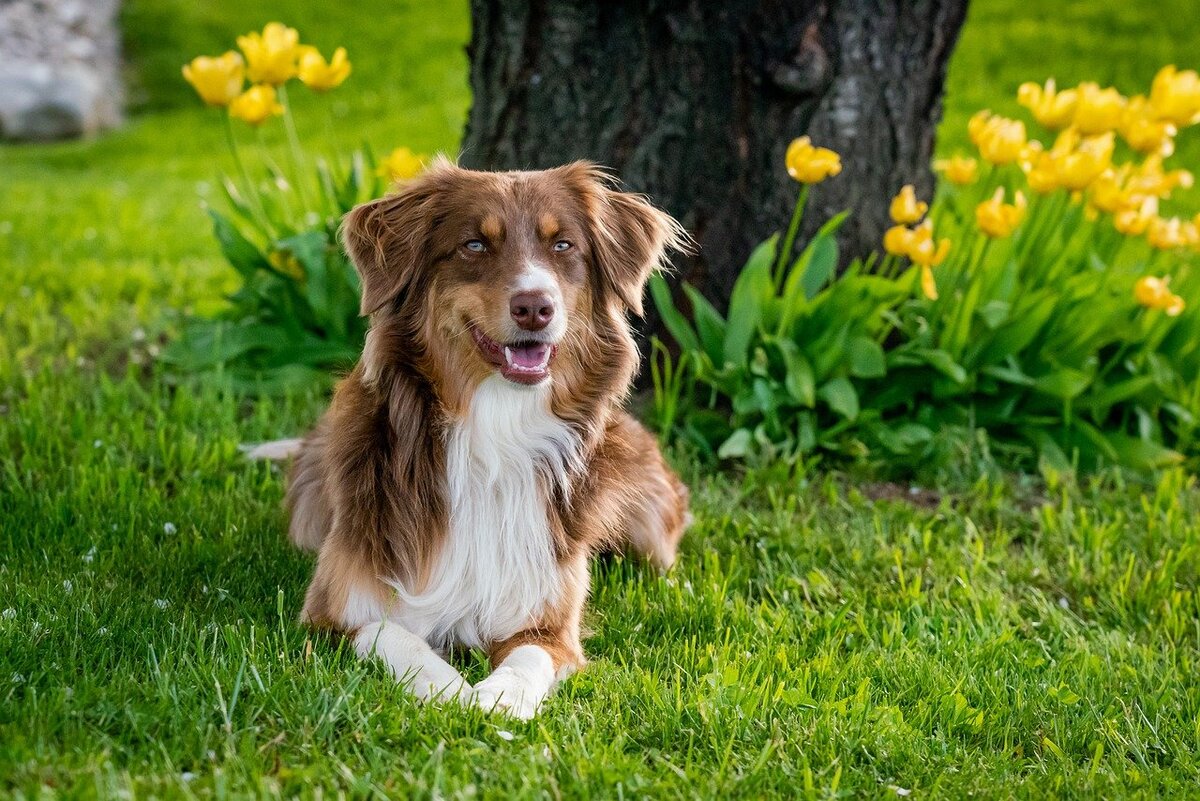 Австралийская овчарка Australian Shepherd