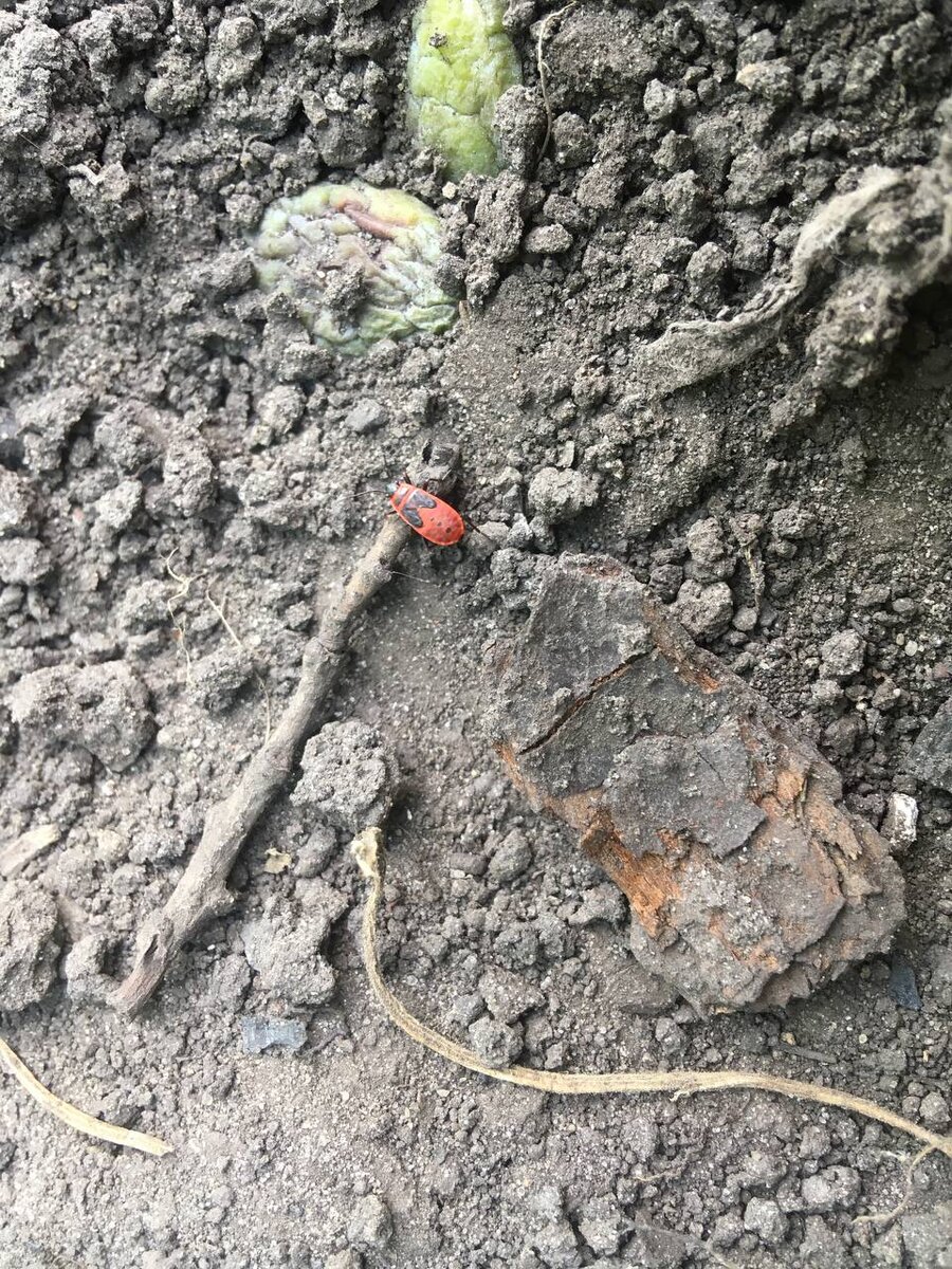 Клоп-солдатик