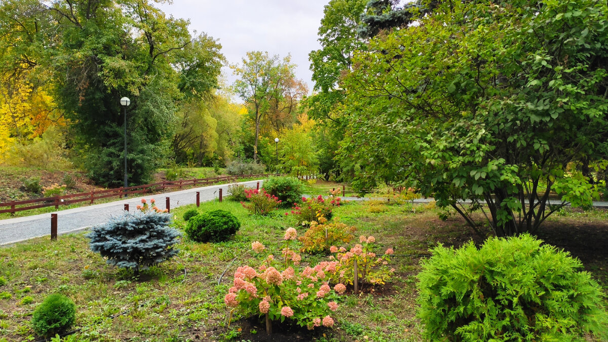 Участок с гортензиями