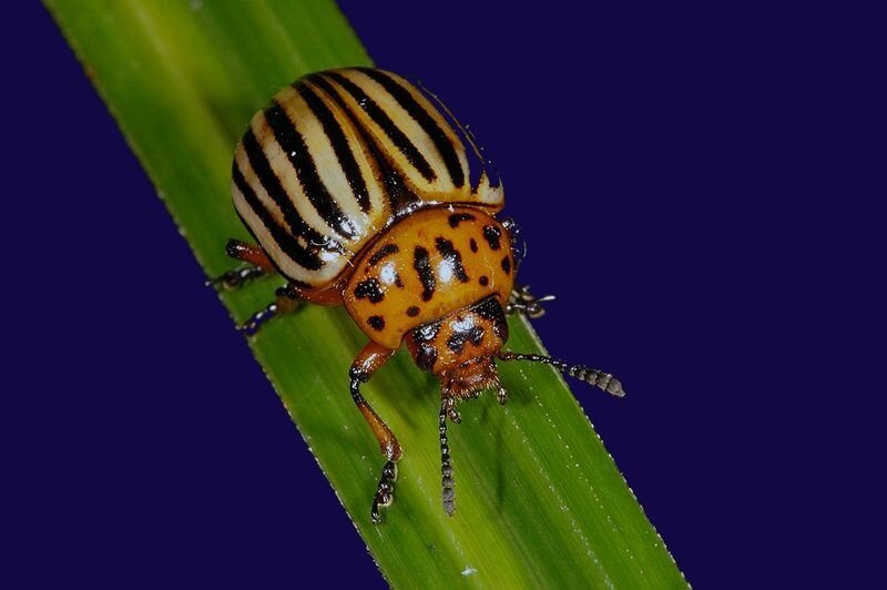 Колорадский жук (Leptinotarsa decemlineata)