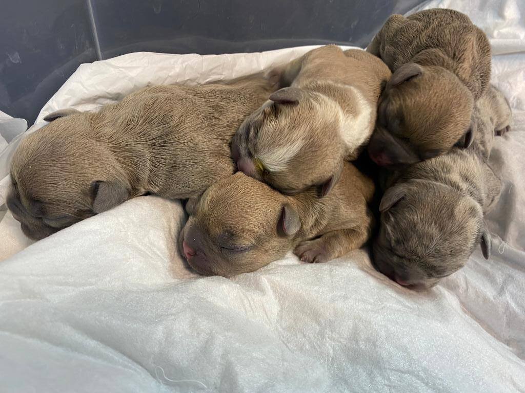 Термотропизм - щенки прижимаются друг к другу