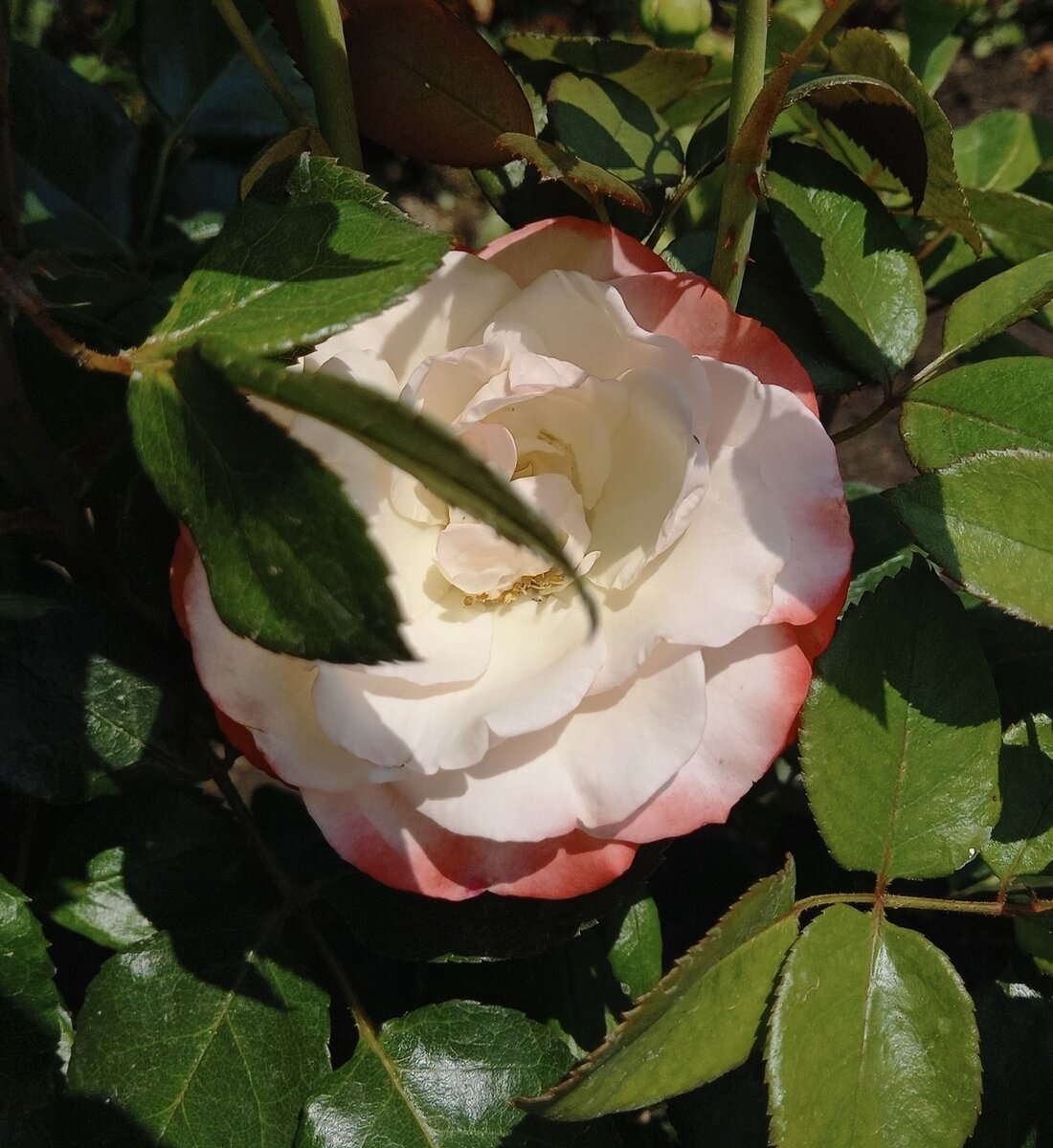 Розы для сада: чайно-гибридная роза Ностальжи. | Мои Садовые Истории | Дзен