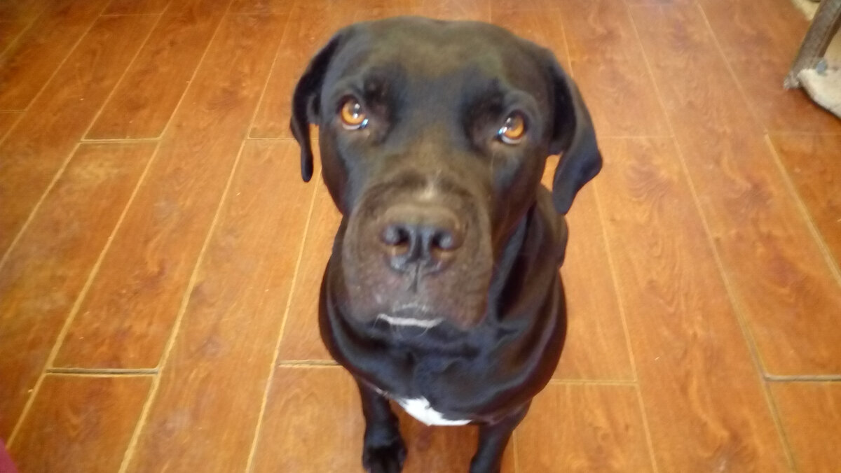 "Давай, поговорим, что-ли". Таких выразительных глаз, как у Джуди, я не встречала даже у людей. Действительно, они красноречивее слов.