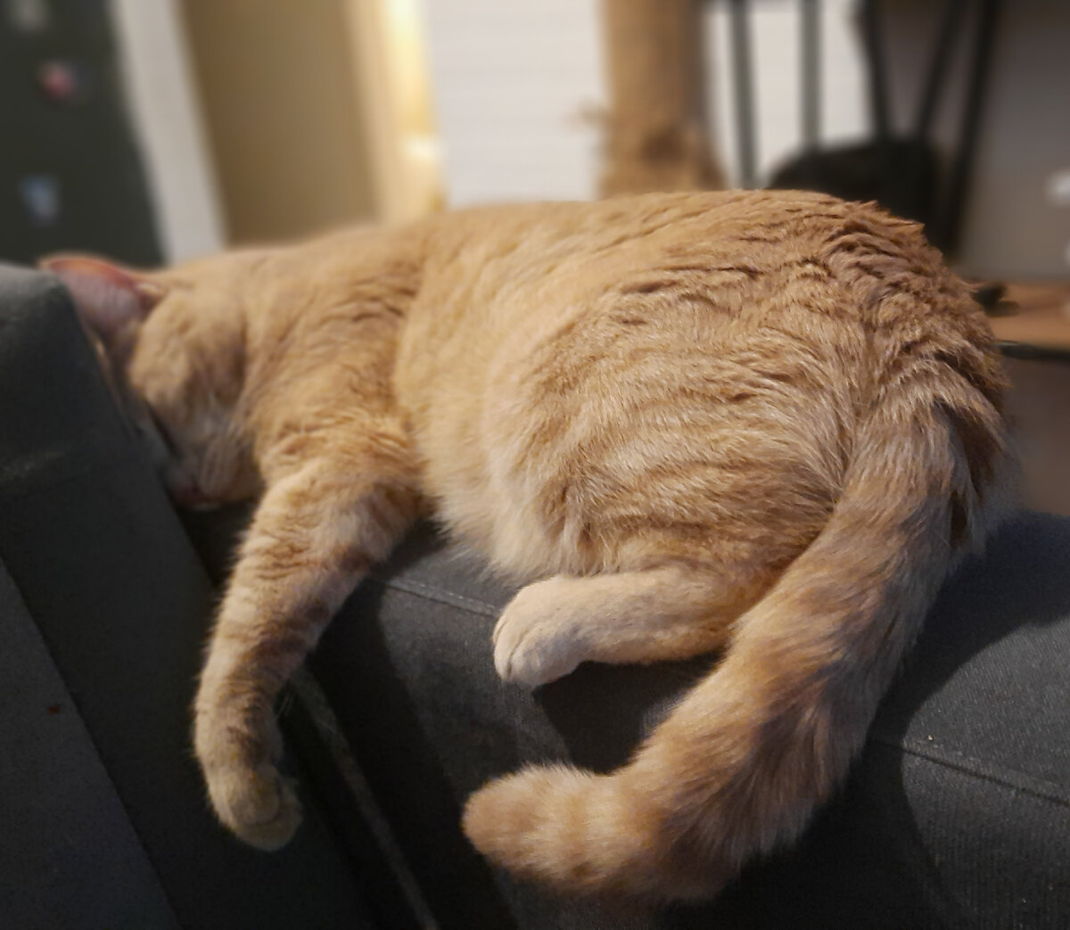 #mycat #ilovecats #bestmeow #instapets #cutecat #lovecats #kittens #ilovemycat #