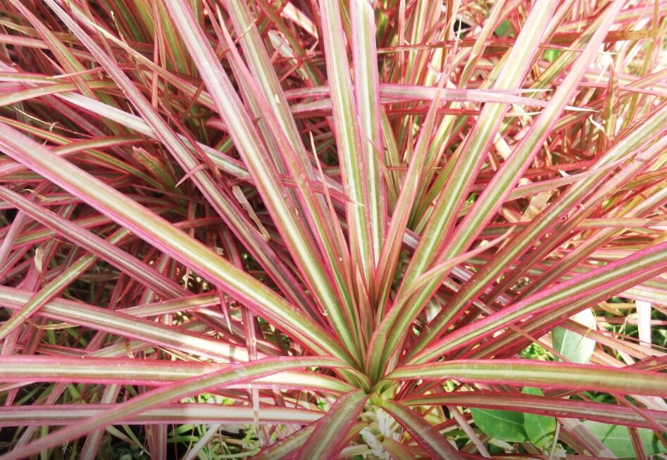 Dracaena marginata hojas caidas