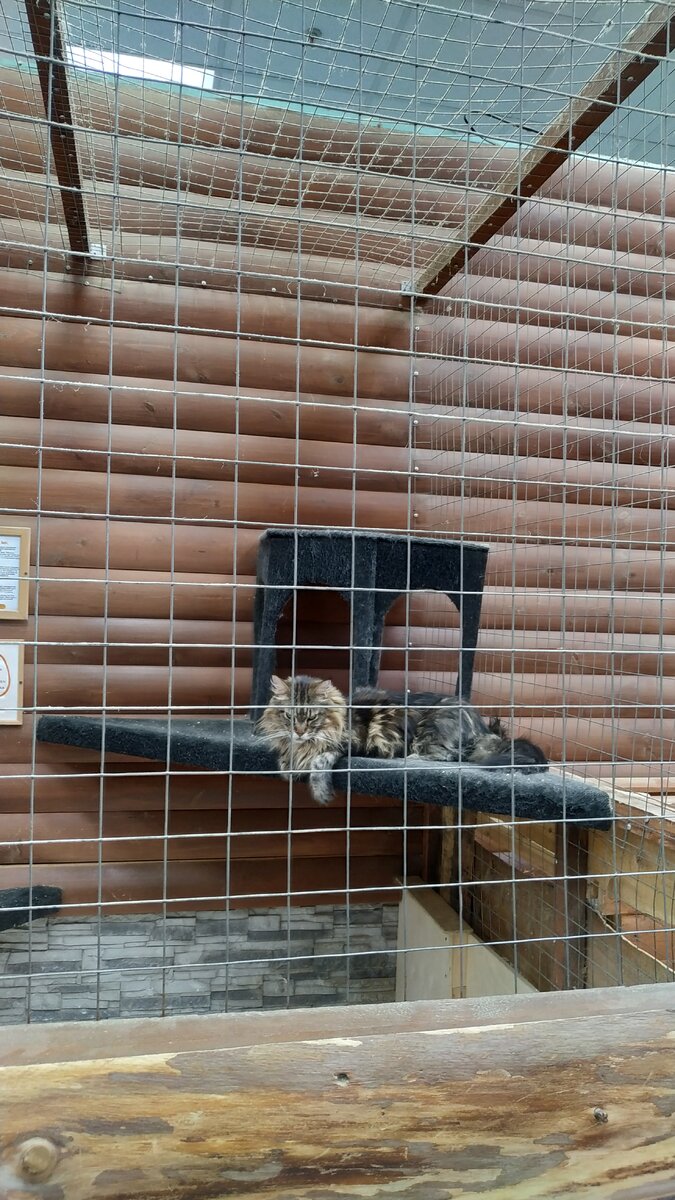 Большой кот