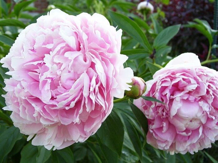  Paeonia Sarah Bernhardt - один из самых красивых и ароматных сортов пионов назван в честь Сары Бернар. \ Фото: wikipedia.org.