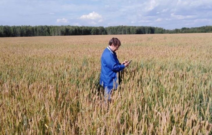    В молодом семеноводческом хозяйстве Свердловской области идет апробация посевов пшеницы, овса и гороха